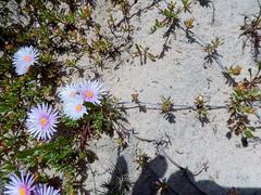 Lampranthus multiseriatus