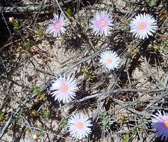 Lampranthus multiseriatus