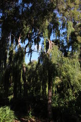 Salix babylonica babylonica