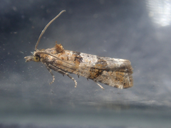 Lobesia littoralis
