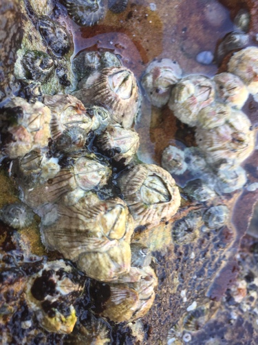 Tesseropora rosea