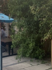 Salix babylonica tortuosa