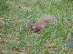 Sciurotamias davidianus