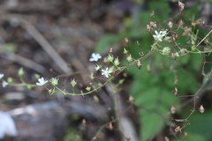 Micranthes oblongifolia