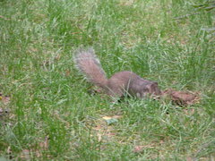 Sciurotamias davidianus