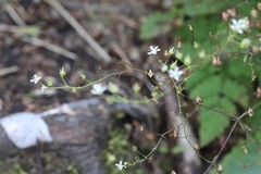 Micranthes oblongifolia