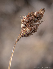 Carex heteroneura