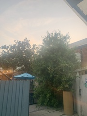 Salix babylonica tortuosa