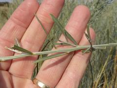 Calobota linearifolia