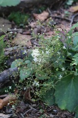 Micranthes oblongifolia