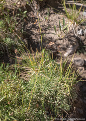 Carex heteroneura