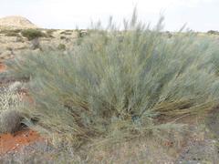 Calobota linearifolia