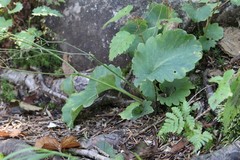 Micranthes oblongifolia