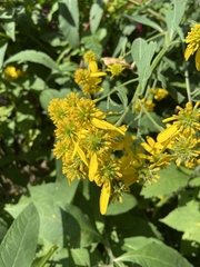 Verbesina alternifolia