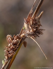 Carex heteroneura