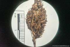 Carex heteroneura