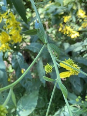 Verbesina alternifolia