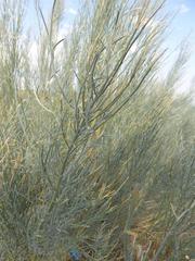 Calobota linearifolia