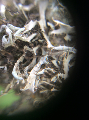 Heterodermia leucomelos