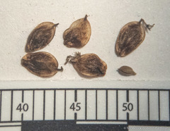 Carex heteroneura