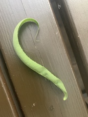 Salix babylonica tortuosa