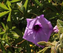 Ipomoea cairica cairica
