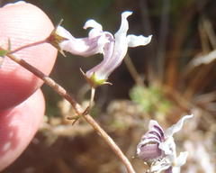 Cyphia digitata digitata