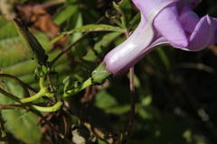 Ipomoea cairica cairica
