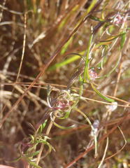 Cyphia digitata digitata