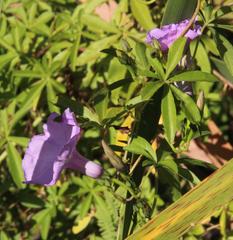 Ipomoea cairica cairica