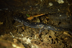 Plethodon teyahalee