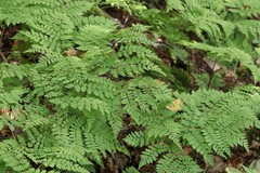 Dryopteris amurensis