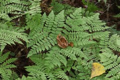 Dryopteris amurensis