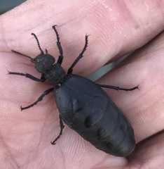 Meloe angulatus