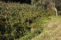Ipomoea cairica cairica