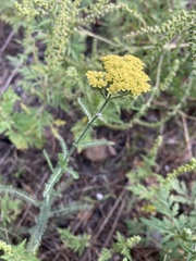 Achillea micrantha