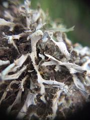 Heterodermia leucomelos