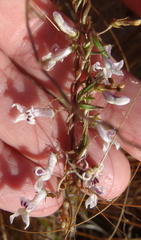 Cyphia digitata digitata