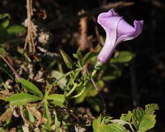 Ipomoea cairica cairica