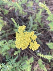 Achillea micrantha