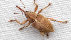 Curculio propinquus