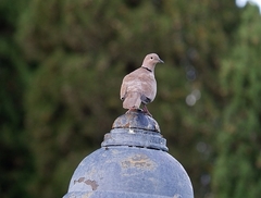 Streptopelia decaocto