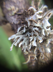 Heterodermia leucomelos