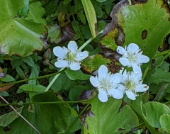 Parnassia cirrata intermedia