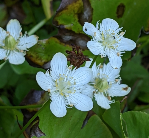 Image of Parnassia cirrata by (c) David Anderson, some rights reserved (CC BY)