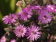 Antimima lokenbergensis