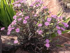 Antimima lokenbergensis