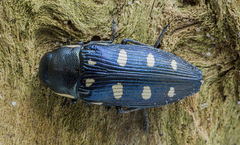 Buprestis octoguttata