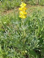 Lupinus luteus