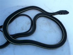 Masticophis lateralis lateralis